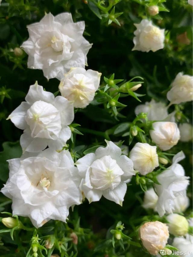 风铃花 风铃花（风铃花的花语是什么） 生活