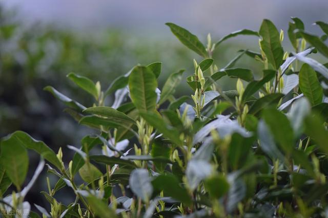 墓碑上的“故、先、显、考、妣”，究竟是啥意思？后辈千万别搞错