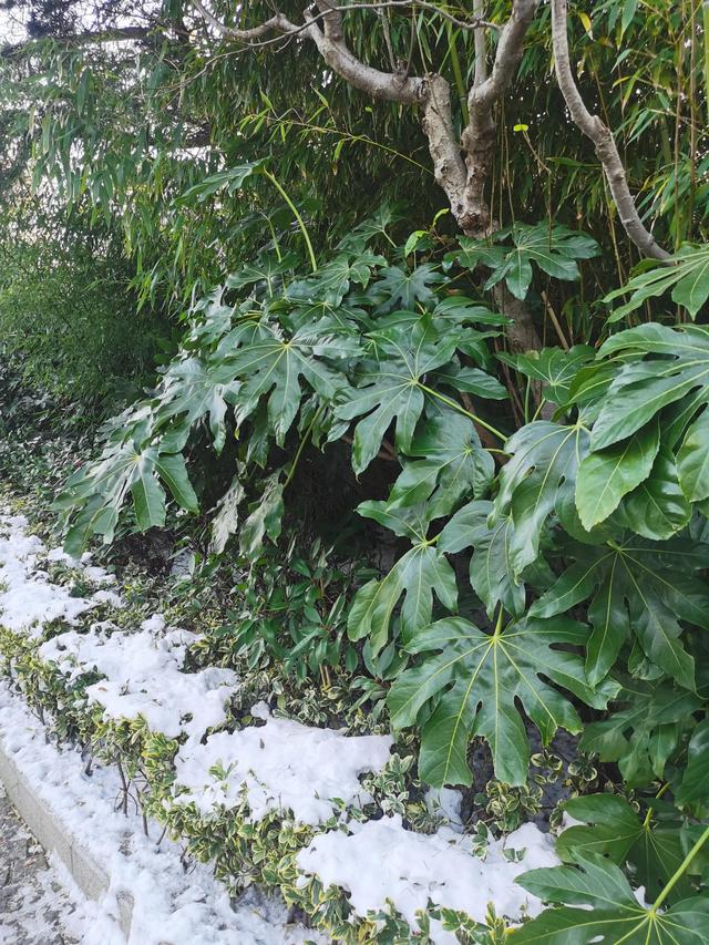 紫清山房瑣記（175）遊環翠樓