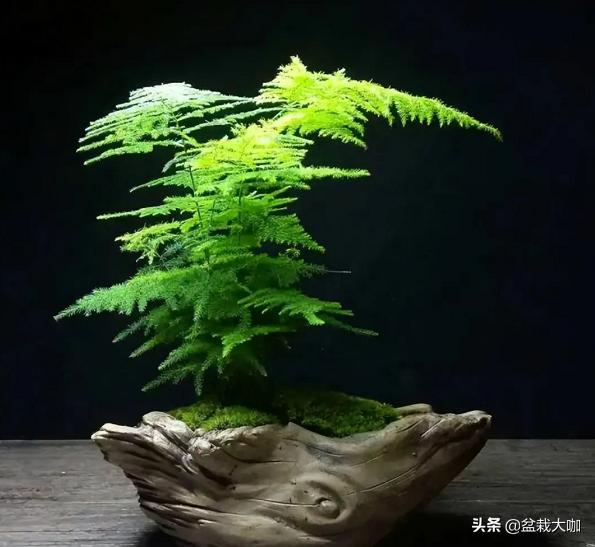 文竹叶子发黄 文竹叶子发黄（文竹叶子发黄怎么回事） 生活