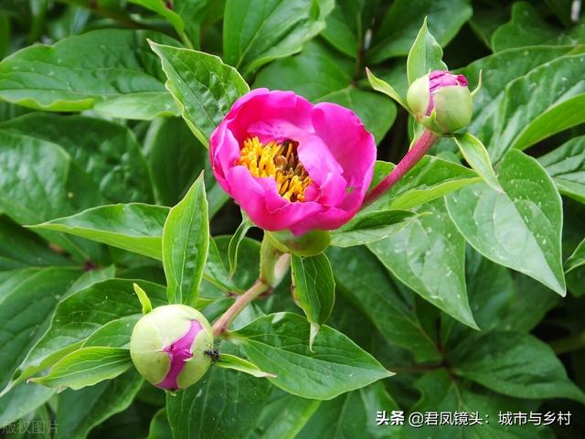 芍药花盛开，蚂蚁“赏花”流连忘返