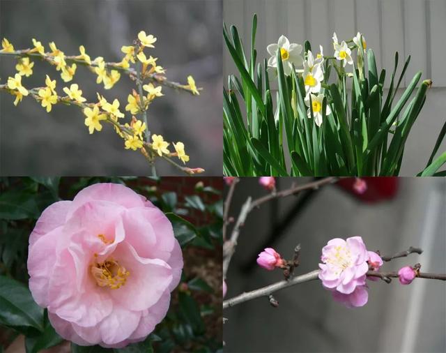 探春花