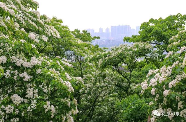 人间四月芳菲盛 桐油花开醉迷人