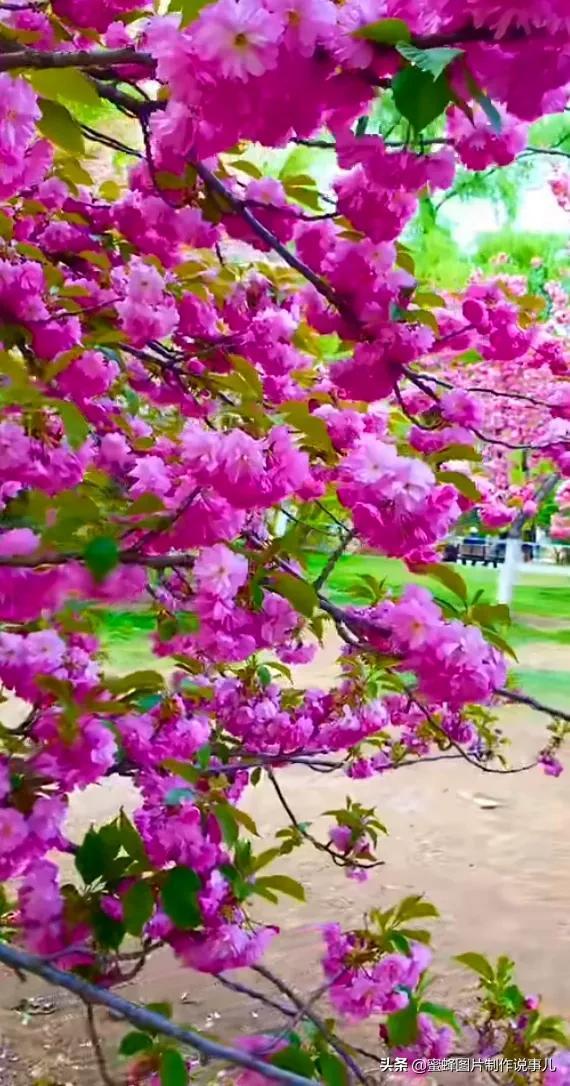 春花烂漫，竞相绽放，鸟语花香