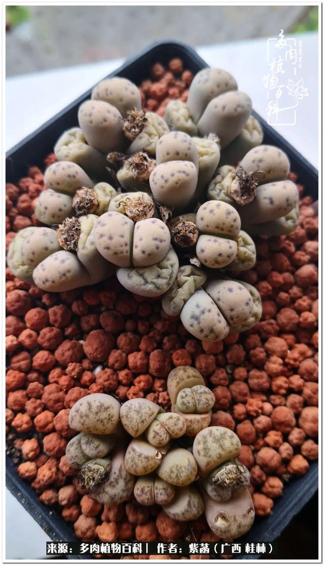 广西河沙洗砂机