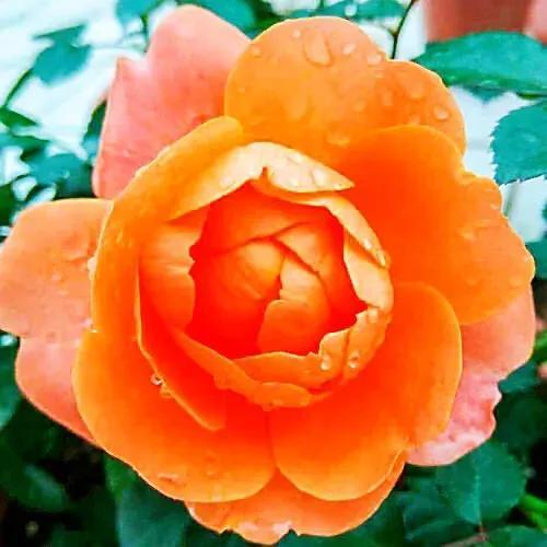 花的世界，芬芳美丽；醉了眼眸，美了心情