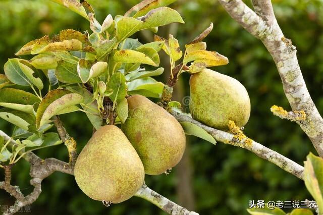 这种肥，蔬菜果树大豆都能用，果多果大，增产又增效5