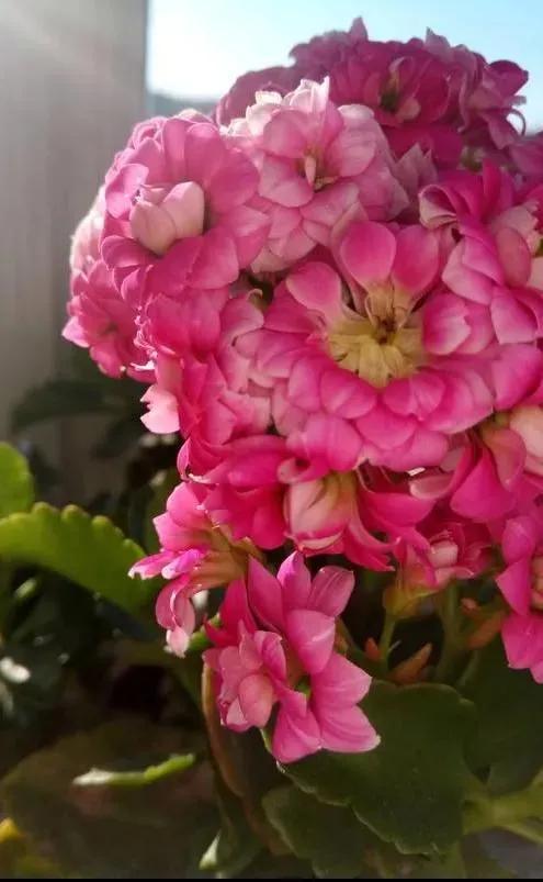 8款高颜值长寿花(三种人不能养长寿花)