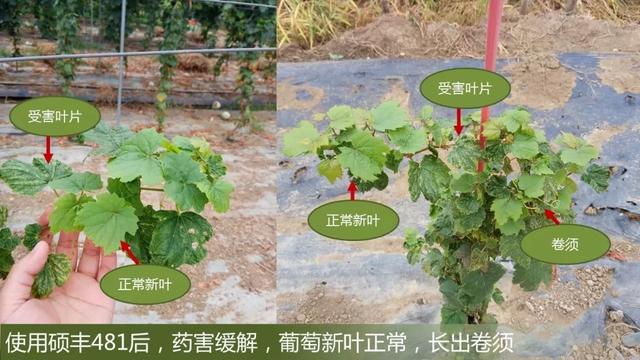 芸苔素的5大作用和谣言，4大搭配方案，你都知道吗？6