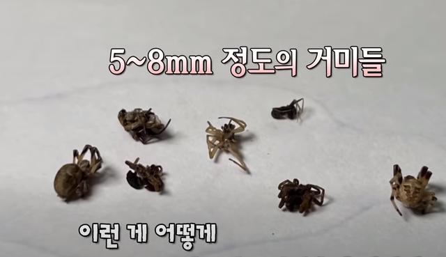 韩国72岁奇葩老汉，声称脑子里长满蜘蛛，还曾用吸尘器吸出7只