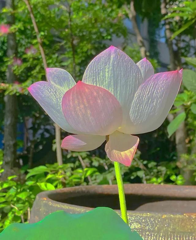 花是蓬勃的期许，是生命的礼遇，是春天的信使