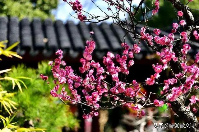花开杨柳青