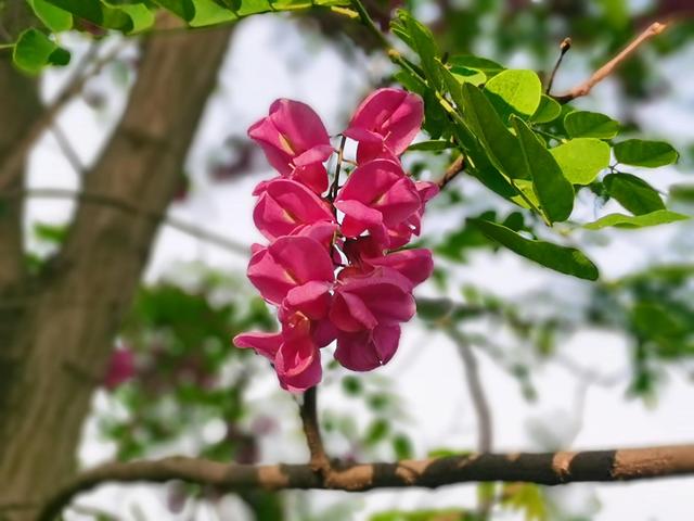 红色的槐花