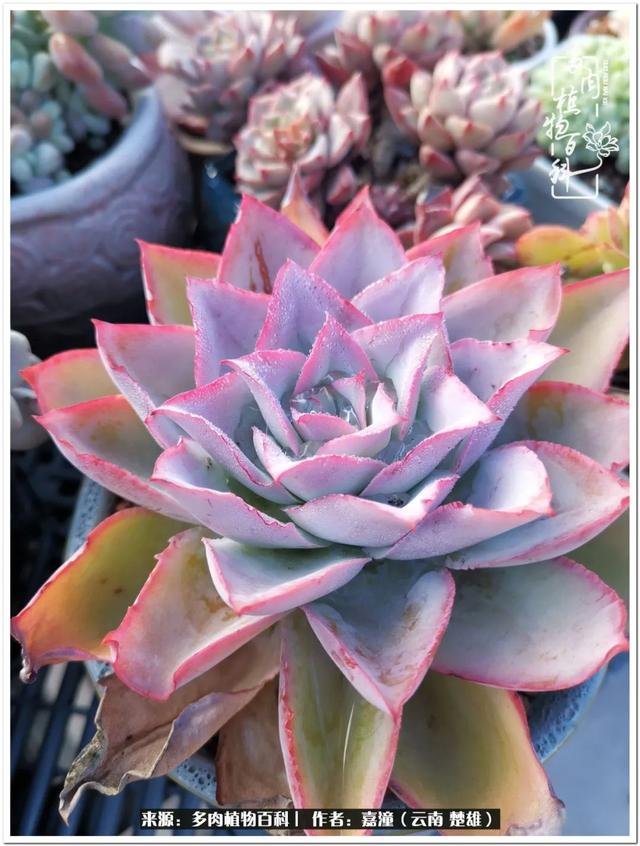 玉蝶铜芯电线价格表4平方,玉蝶铜芯线今日价格