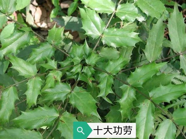 十大功劳 十大功劳（十大功劳为什么叫这个名字） 生活