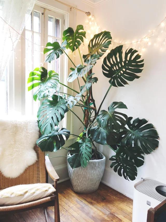 客厅最旺宅的大型植物