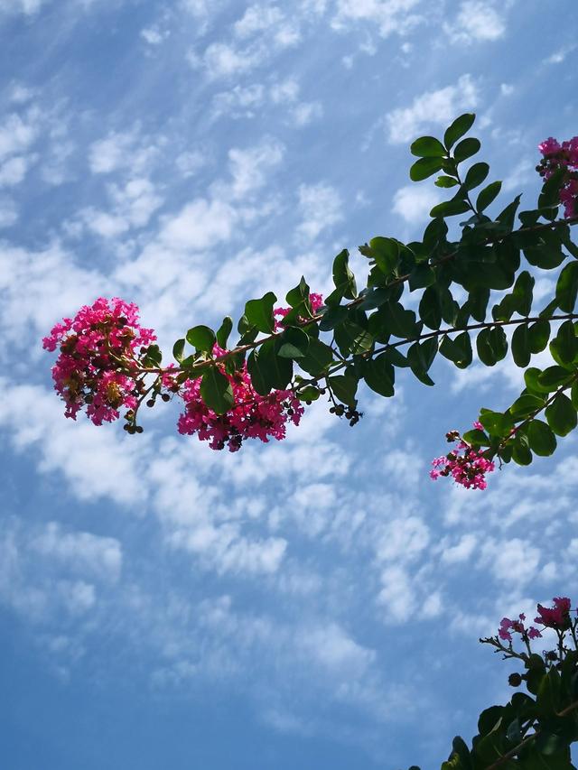 花有百日红