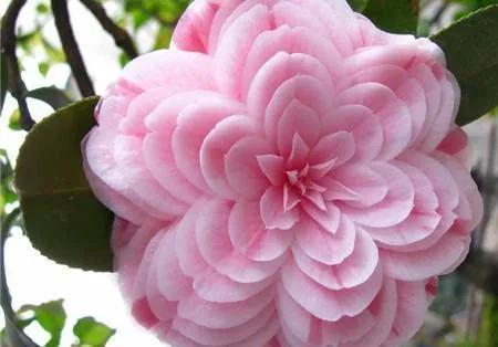 山茶花图片