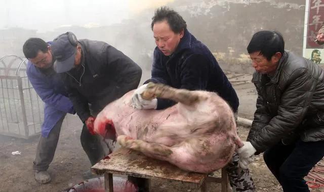 大爷杀猪被猪一脚蹬进开水盆
