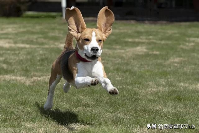 比格猎犬