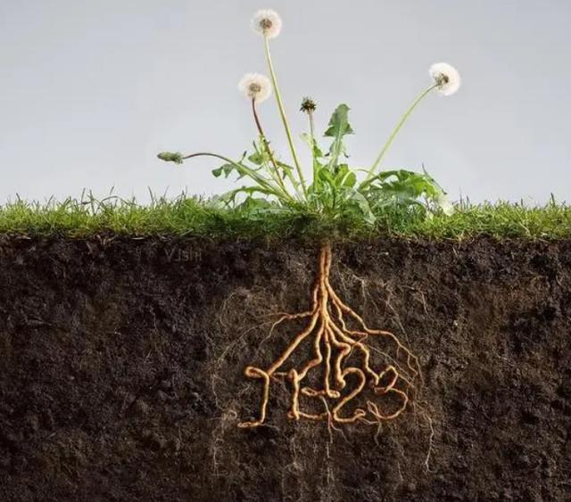 分生区细胞特点植物根部各区域特点