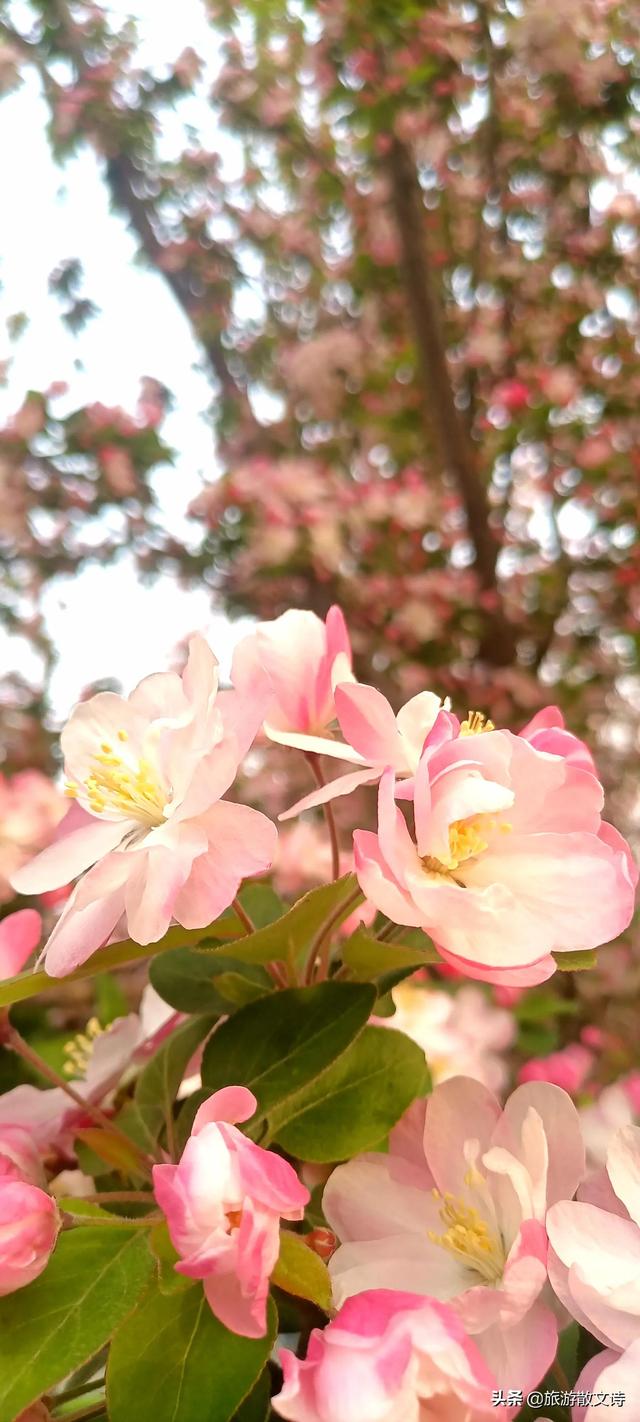 花开杨柳青