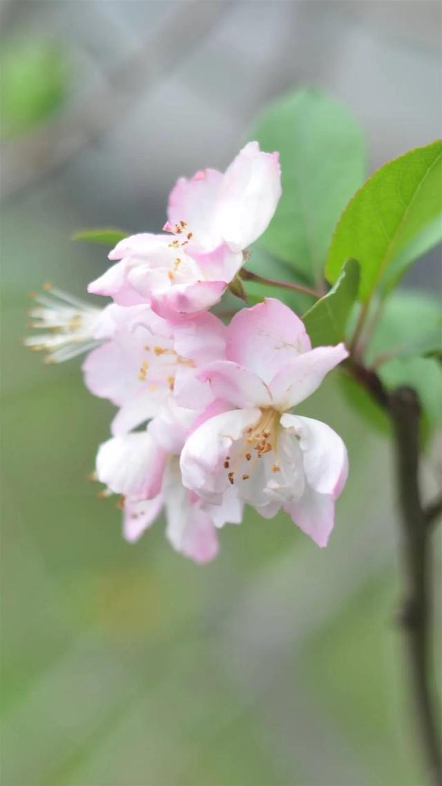 海棠花图片