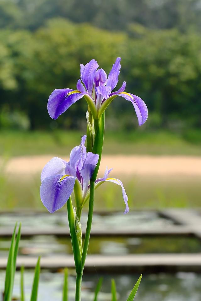 海芋花