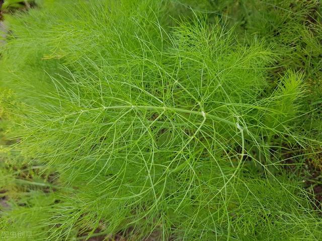菠菜是甲状腺结节的“发物”？医生：3种绿叶菜多吃结节或可消散