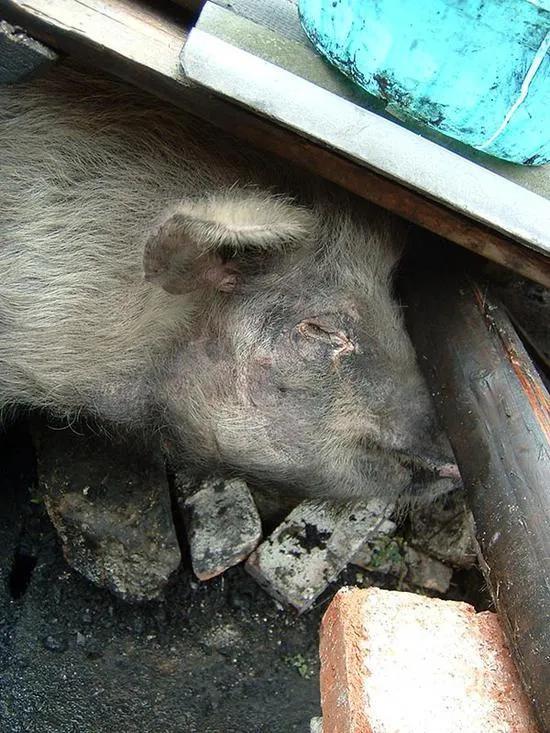 给人或文物建博物馆屡见不鲜，给猪建展厅惊世骇俗！为什么呢？