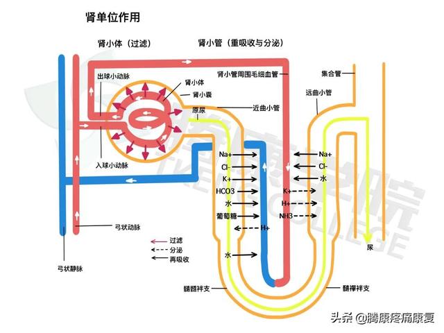 山珍海味是大补？以形补形？保护肾脏健康很有必要