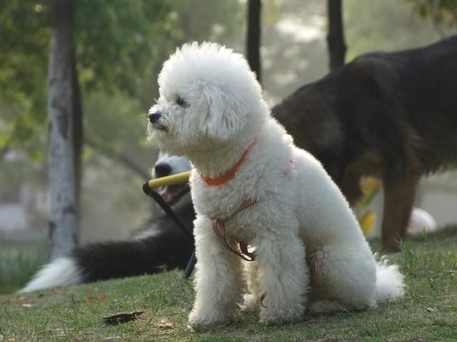 泰迪顏色有幾種,泰迪種類顏色介紹(泰迪犬竟然如此色彩繽紛)