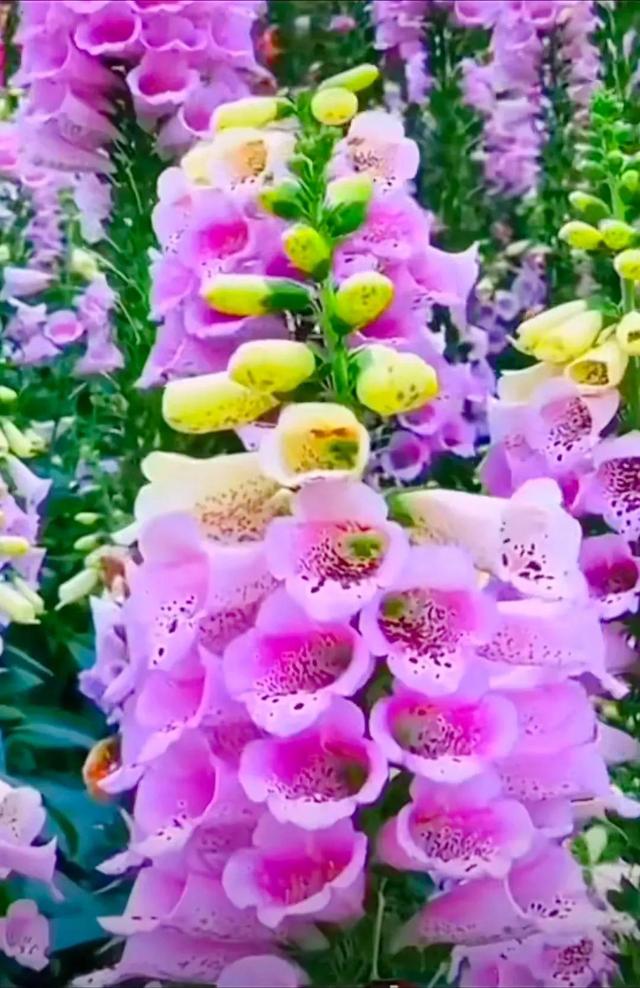 春天的季节 百花争艳 万紫千红