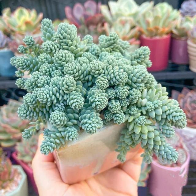 多肉植物种类