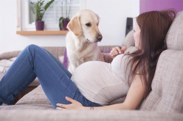 孕期养宠物需注意什么（孕期能养宠物吗）(2)