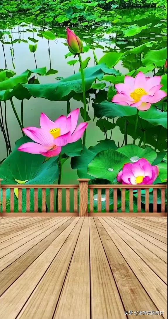 一花一世界，姹紫嫣红，婀娜多姿，带来了美好的心情