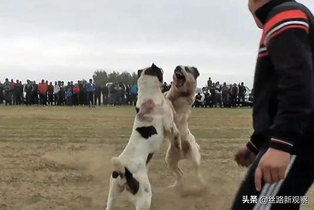 阿拉拜犬