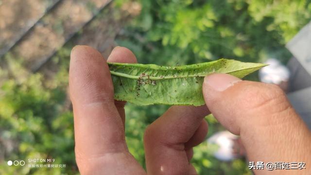 「虫害防治」桃蚜为什么这么难治？