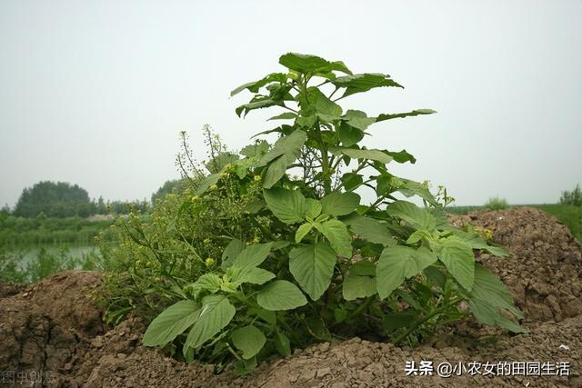 10种“神仙草”，春天采摘正当时，味道鲜美，还有益健康