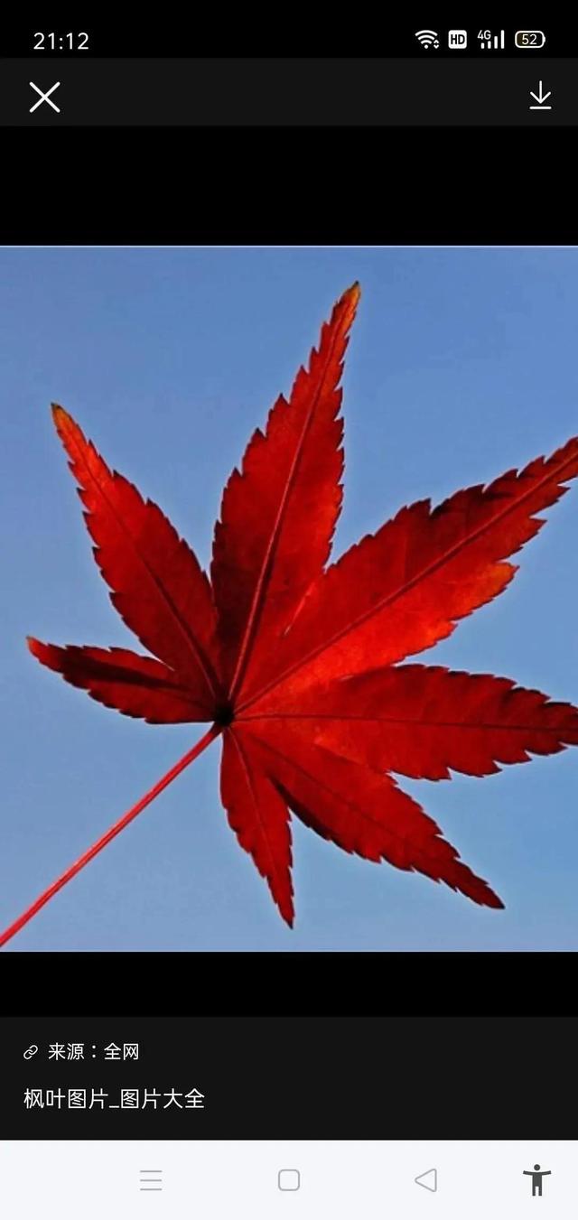 紅色楓葉 紅色楓葉(紅色楓葉圖片) 大數據