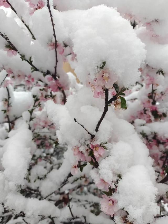 春末的青海，柳绿花红，雪花飘扬