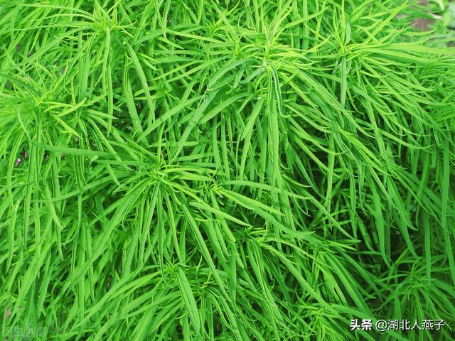 野菜有哪些