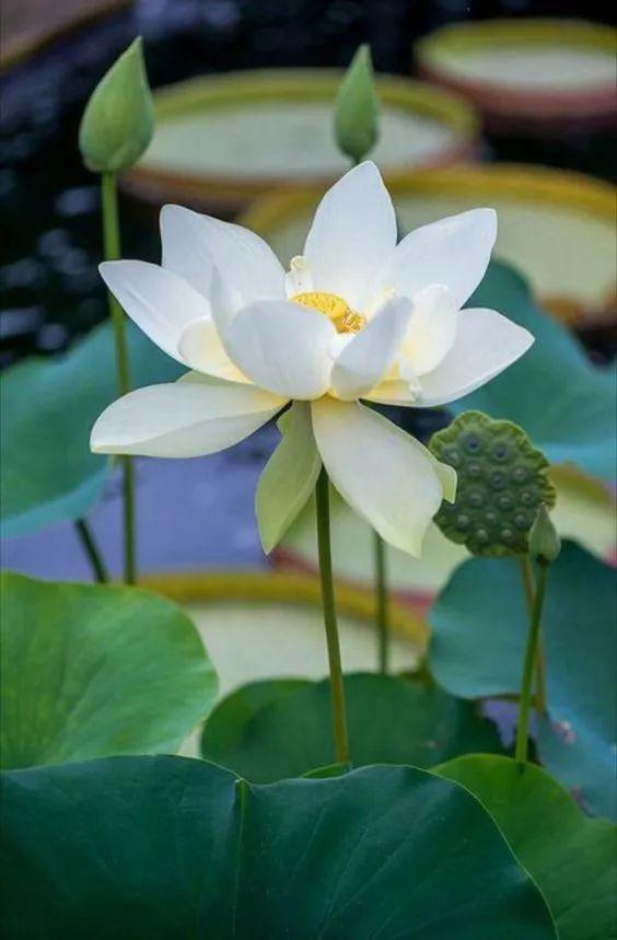 诗一首：流连在荷花深处
