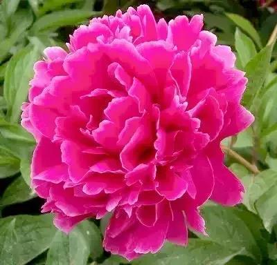 牡丹、芍药大比拼，到底谁最美