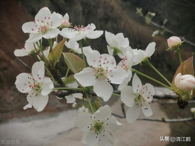 果树开花在即，就地取材自制花芽分化肥，方法简单成本低效果好