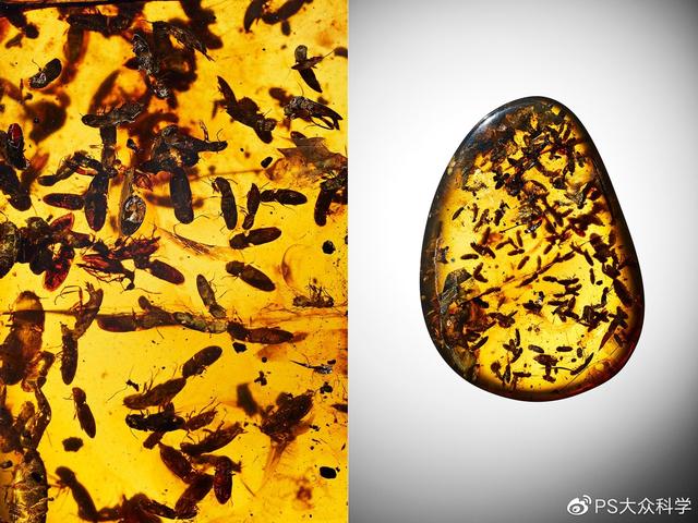 被凝固的时间 10块绝美琥珀带你重返白垩纪