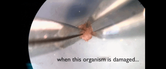 机器人也能「造孩子」：全球首个活体机器人创生命繁衍新方式