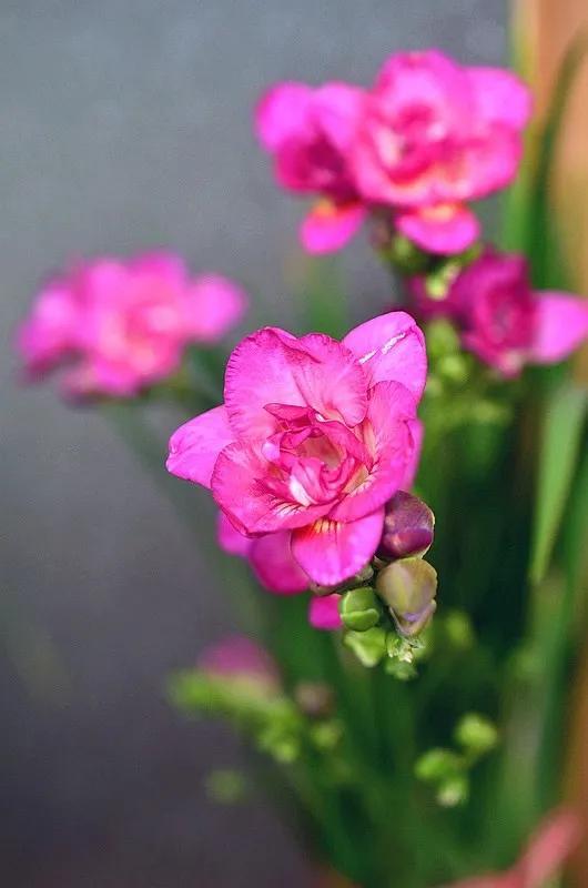 分享图片，芬芳美丽香雪兰