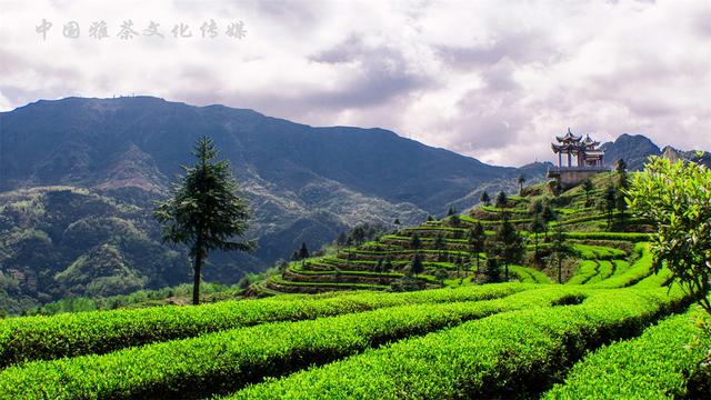 迟日江山丽，四月雅茶香