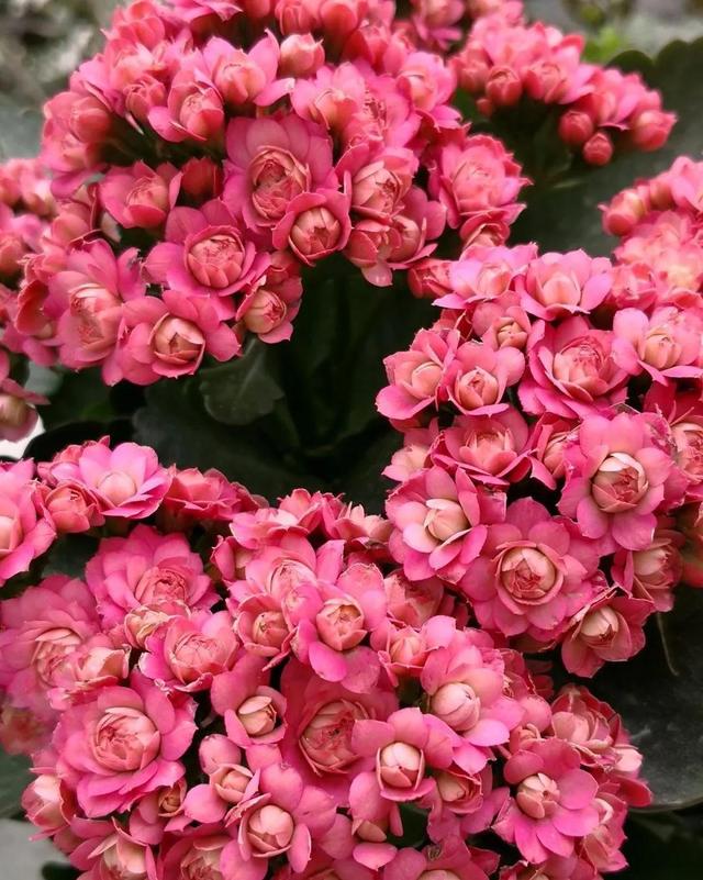 8款高颜值长寿花(三种人不能养长寿花)